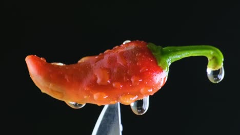 Macro-of-a-vibrant,-fiery-red-Bhut-Jolojia-on-the-edge-of-a-knife