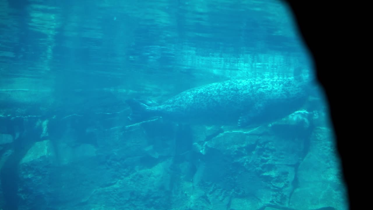 Una foca gorda se desliza por la superficie de un tanque de agua en un acuario.