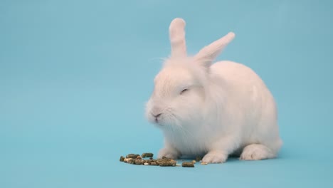el conejo blanco come comida con placer. conejo de pascua blanco en un azul