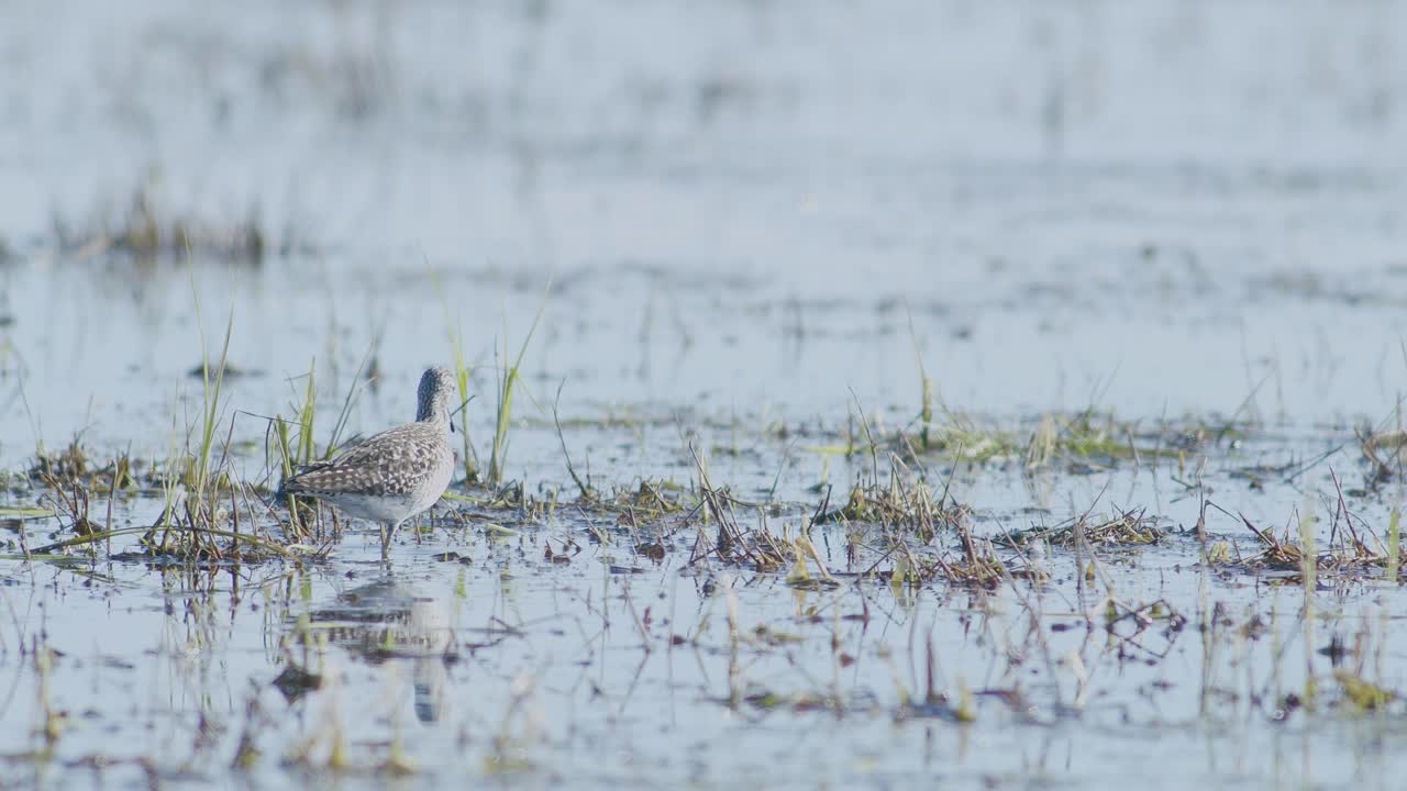 Common greenshank feeding in wetlands flooded meadow during spring migration