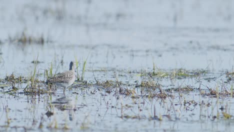 Common-greenshank-feeding-in-wetlands-flooded-meadow-during-spring-migration