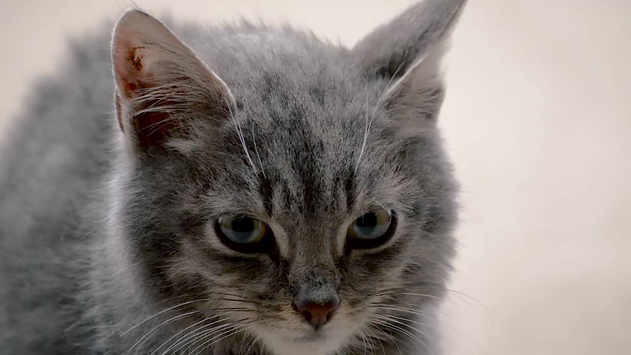 Un adorabile gattino argentato e peloso che si guarda intorno con uno sguardo un po' stressato negli occhi, PRIMO PIANO
