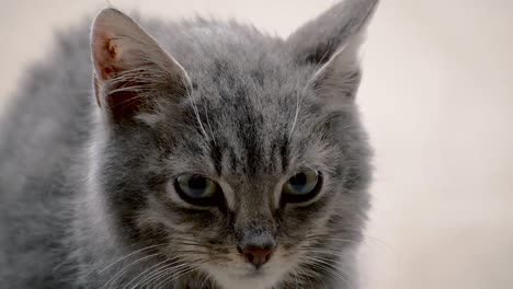 cute baby furry silver cat looking around while having a little stressed out look in her eyes, closeup