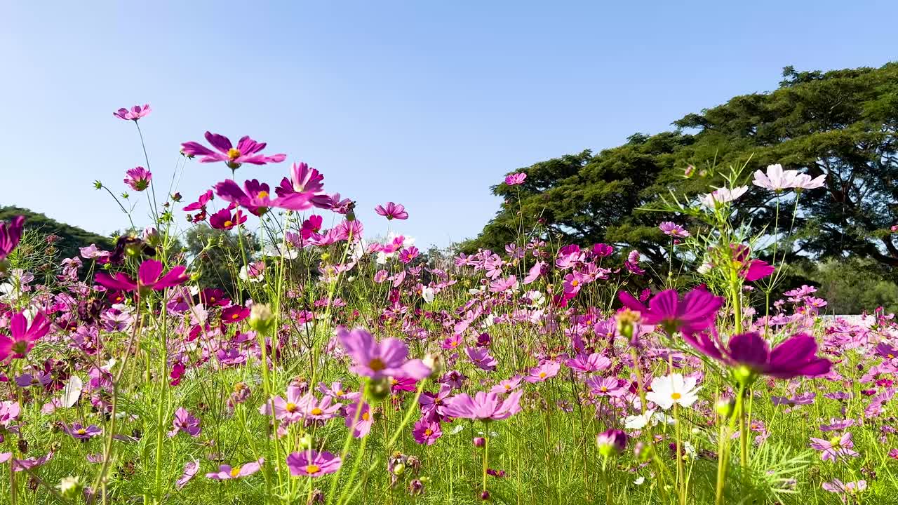 활기찬 우주 꽃이 바람에 흔들리고