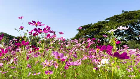 las flores del cosmos vibrantes se balancean en la brisa