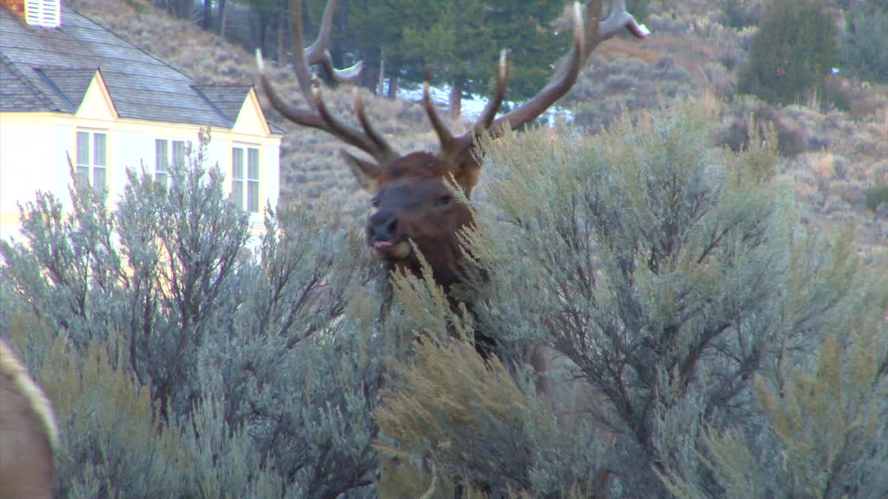 un gran alce camina por el bosque y llama a un compañero 5