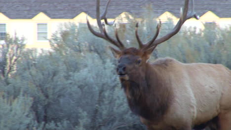 un gran alce camina por el bosque y llama a un compañero 5