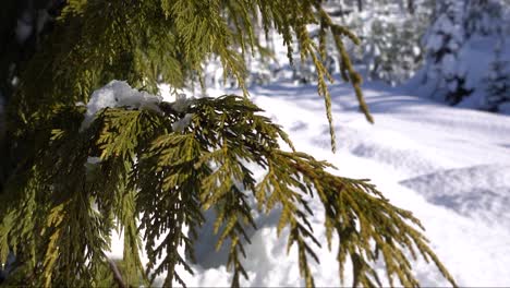 spruce tree close up in slow motion
