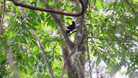 Chestnut-Mandibled-toucan-sitting-high-up-in-a-tree-underneath-the-thick-tropical-rainforest-canopy