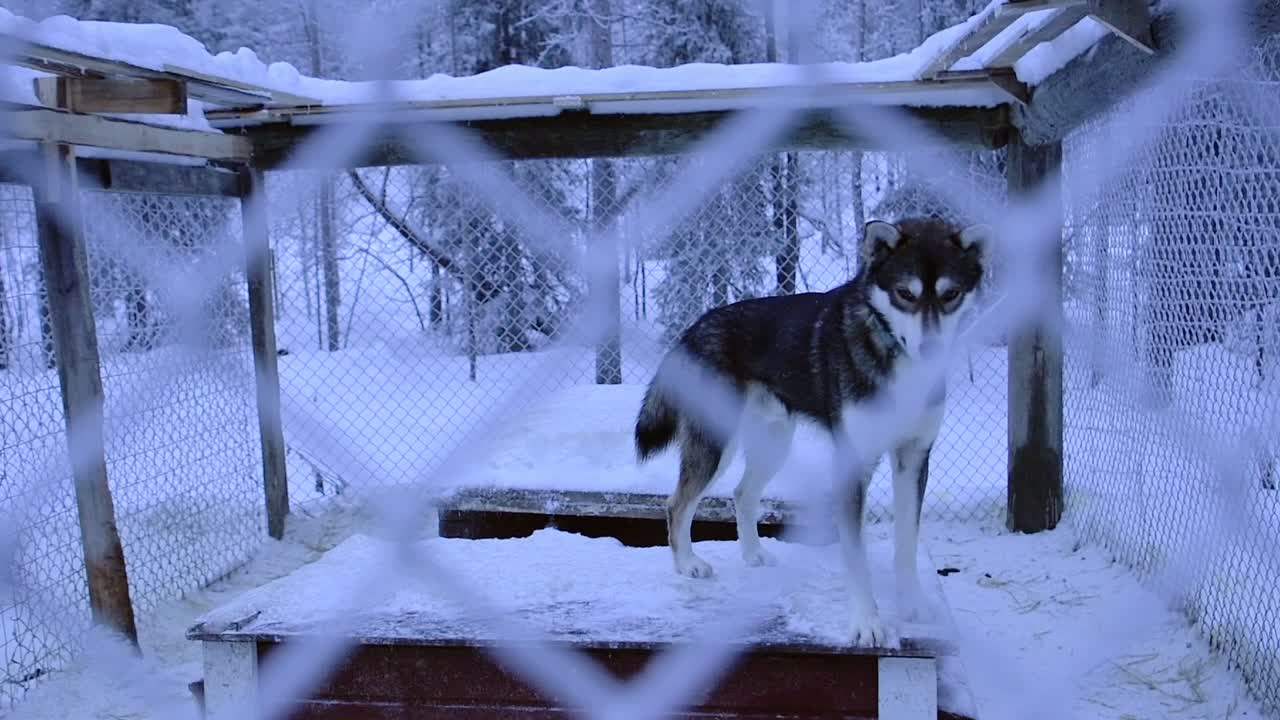 A Black Siberian Husky Inside A Big Cage Surrounded By Trees And Snow In Lapland Region. -medium shot