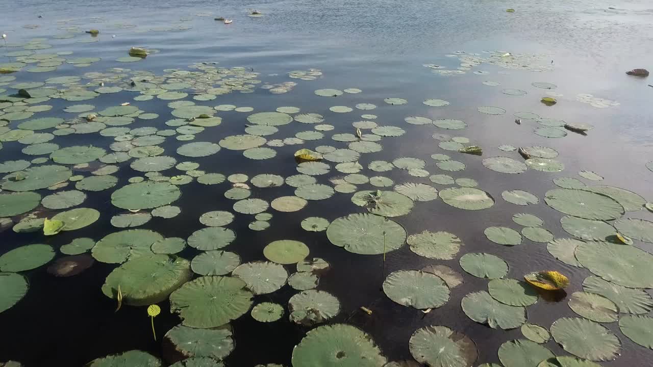 Veduta aerea di ninfee nelle acque salmastre del fiume Mississippi
