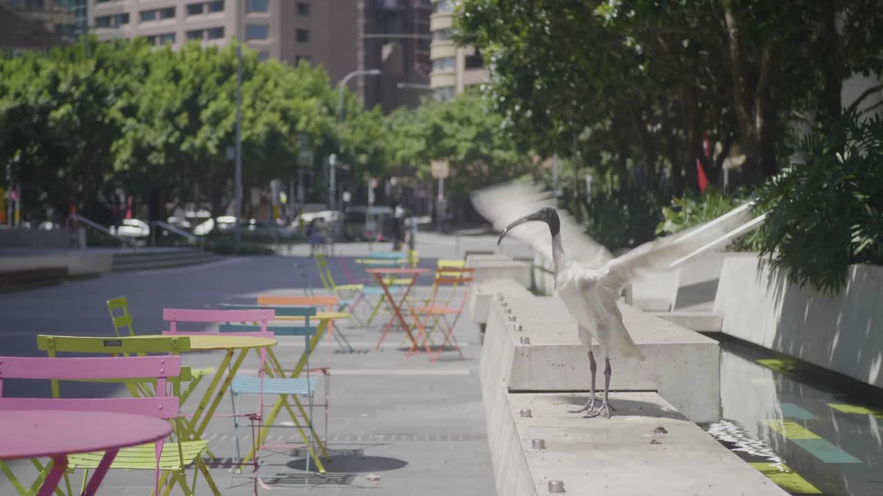 Ibis blanco australiano de pie y luego volando en una ciudad