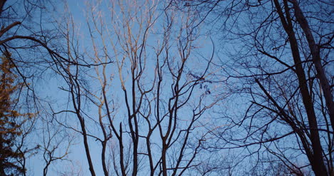 Branches-Of-Trees-In-Mountains-In-Winter