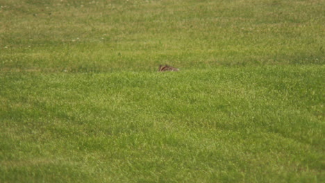 Rabbit-grooming-in-a-field