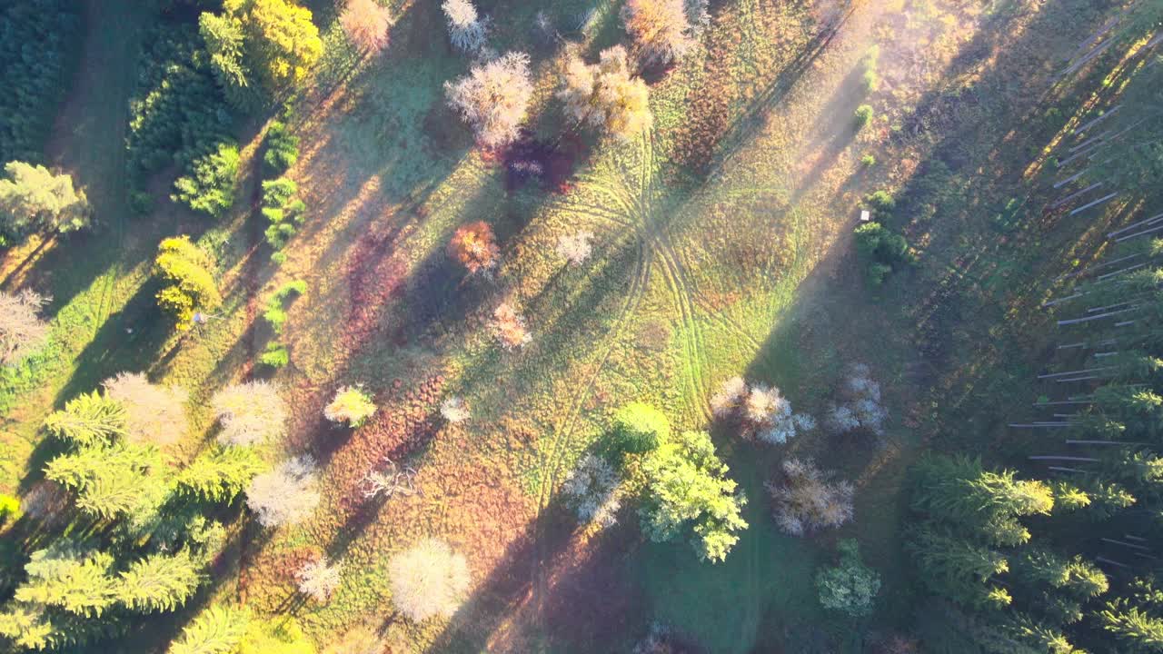 숲에서 아침에 영화 비행