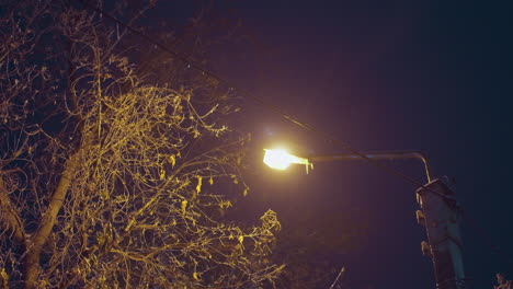 bare tree with golden light glow on branches under deep blue night sky, soft lighting accentuates the skeletal branches, creating a tranquil, serene winter scene with a hint of urban ambiance