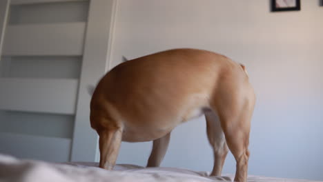 playful brown french bulldog indoors - close up