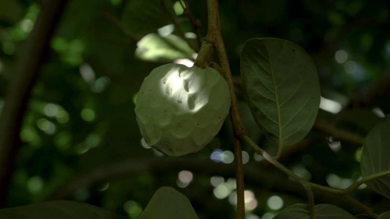 Farming industry produce, delicious tasty bumpy textured hanging fruit