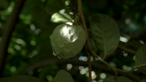 farming industry produce, delicious tasty bumpy textured hanging fruit