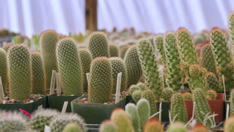 venta de varios tipos de cactus cactus en invernadero