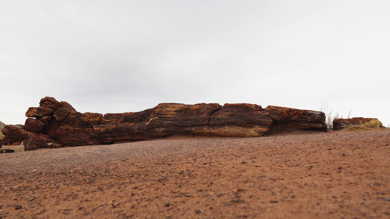 Stor trädstam med sandig mark i Petrified Forest National Park, statisk bild.