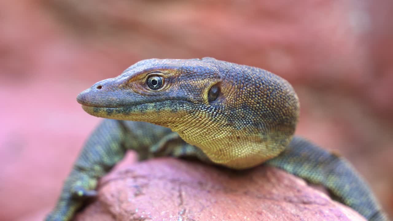 Close up profile shot of an exotic mertens' water monitor, varanus mertensi basking on the shore, flicking tongue, endangered wildlife species endemic to northern Australia