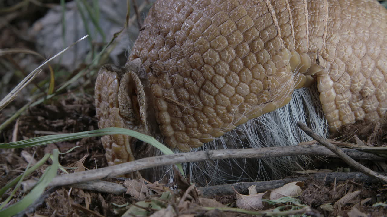 armadillo de cerca comiendo en tierra y hierba.
