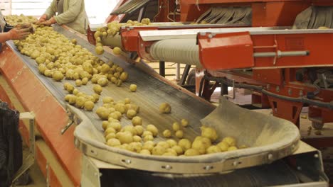 la fábrica de patatas.