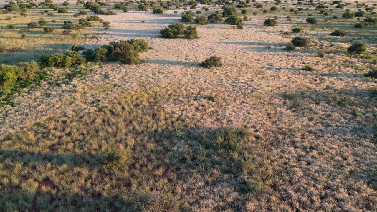 Luchtfoto van open Afrikaanse savanne met verspreide bomen en grasland tijdens het regenseizoen, Zuid-Afrika