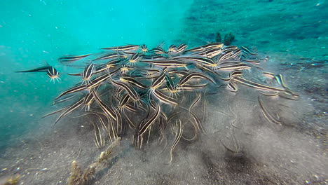 groupl of striped catfish feeding in shallow water