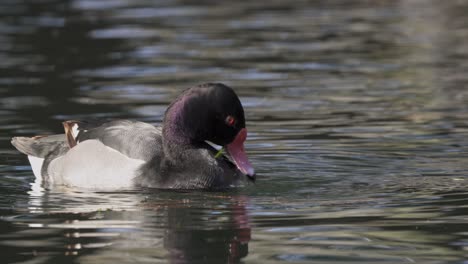 primer plano de pato de pico rosado comiendo mientras nada en agua oscura