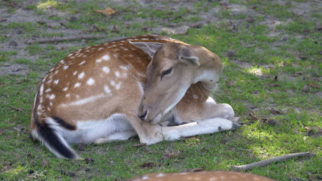 cute female deer lying on grass field and cleaning body in the morning,close up