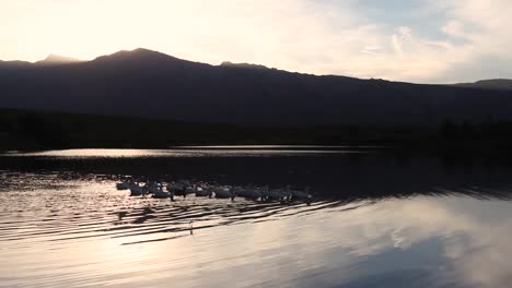 Geese-swimming-on-a-large-dam-at-sunset-in-the-beautiful-mountains