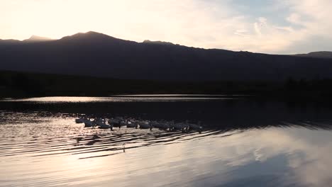 Gänse-Schwimmen-Auf-Einem-Großen-Damm-Bei-Sonnenuntergang-In-Den-Wunderschönen-Bergen