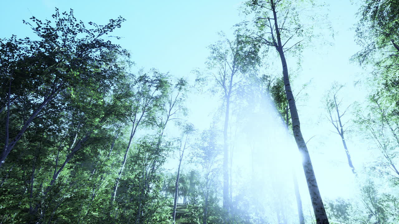 해가 지는 초록색 버드나무 숲