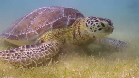 tortuga 50