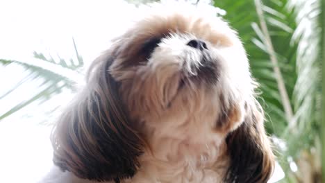 shih tzu dog