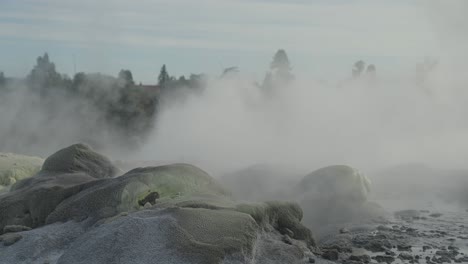 Géiser-Geotérmico-De-Rotorua-Humeante,-Nueva-Zelanda,-Plano-General-En-Cámara-Lenta