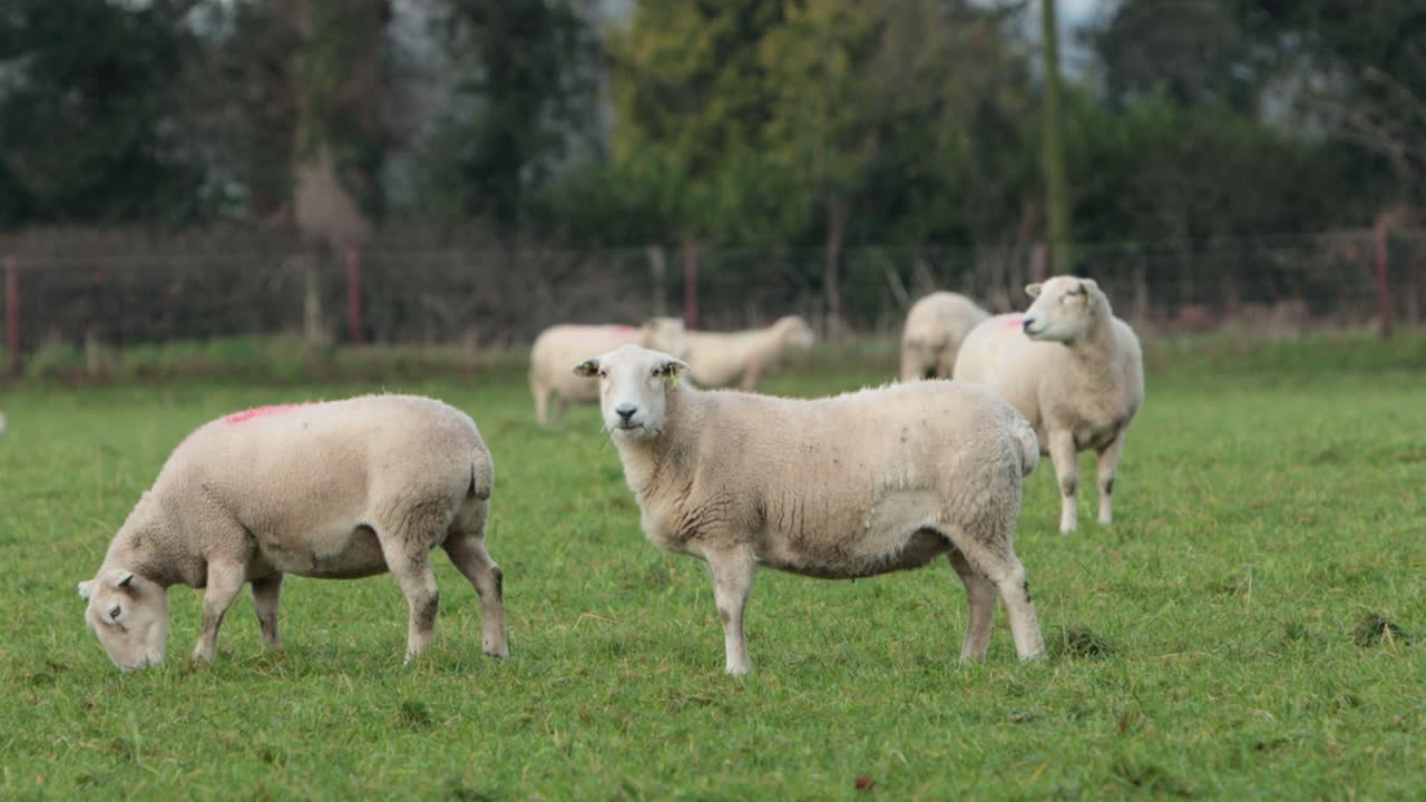 Un gregge di pecore in un campo erboso a metà gennaio. Staffordshire. Isole britanniche