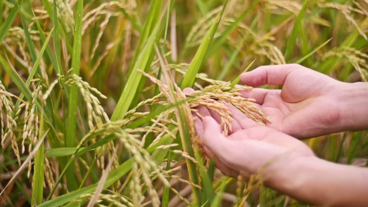 Hands Inspecting Golden Rice in a Field