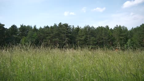 Wiese-Im-Wind-In-Zeitlupe-Bäume-Und-Blauer-Himmel