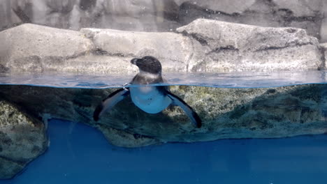 humboldt penguin swimming in the water at umino-mori aquarium in sendai, japan