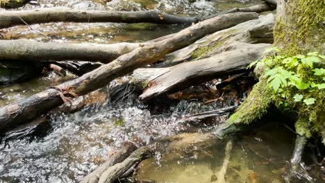 Agua-Corriente-Que-Pasa-A-Través-De-Las-Raíces-De-Los-árboles