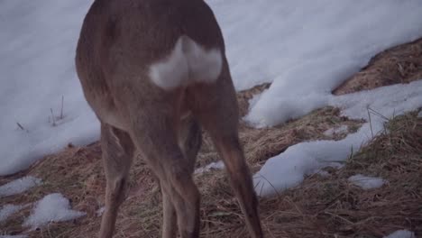 Nahaufnahme-Eines-Einsamen-Hirsches,-Der-Im-Winter-Auf-Eisigem-Grasland-In-Norwegen-Weidet