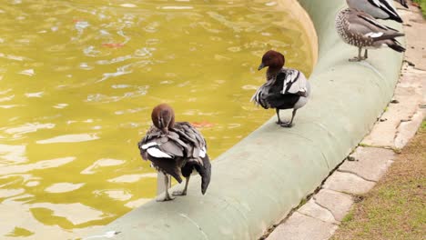 ducks preening by a pond in carlton gardens