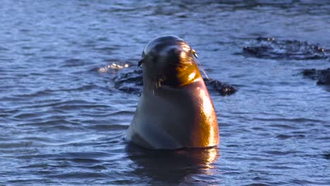 los leones marinos se divierten y juegan en las aguas de las islas galápagos 1