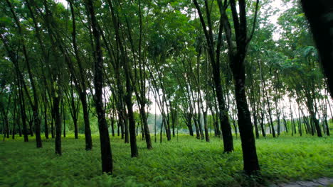 enter the dense forest in nepal containing huge trees and herbs and the huge ground is seen at last