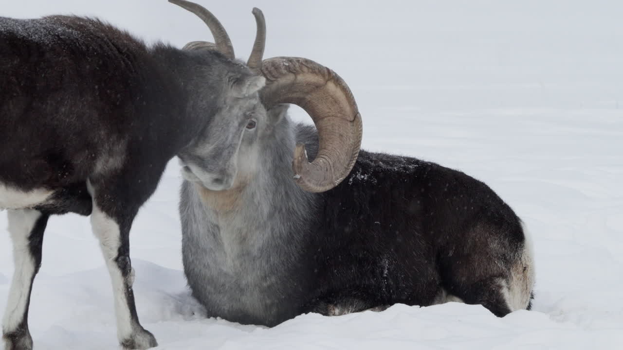 캐나다 유콘 주 화이트호스 에서 눈 인  에서 휴식 하는  양 이나 틴호른 양 의