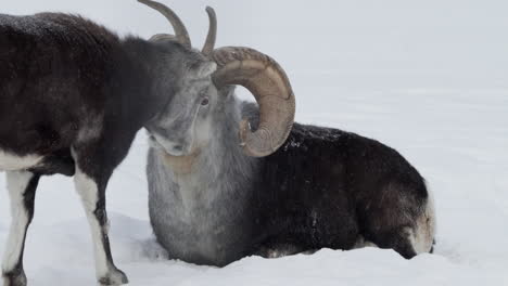 una pareja de ovejas dall o ovejas thinhorn descansando en un campo nevado en whitehorse, yukon, canadá - de cerca