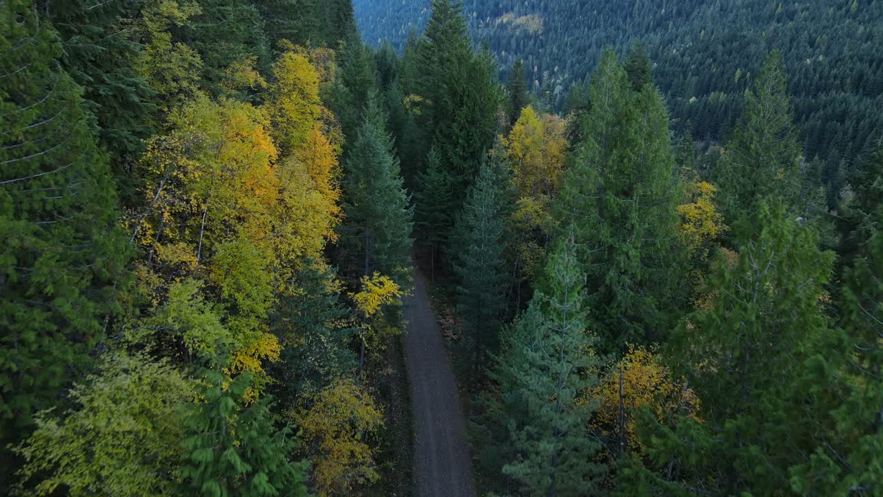 Gravel road leading through thick boreal forest filmed cinematically from above